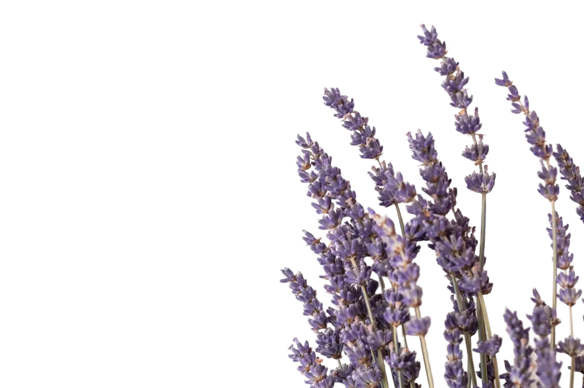 fiori-di-lavanda-viola-secchi-su-uno-sfondo-bianco-semplice-destra
